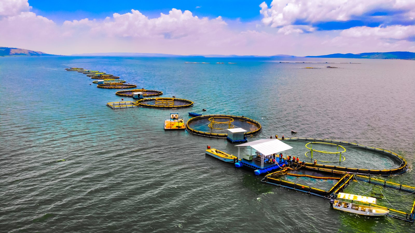 Internet of Things (IoT) dalam Bidang Perikanan: Inovasi untuk Efisiensi dan Keberlanjutan